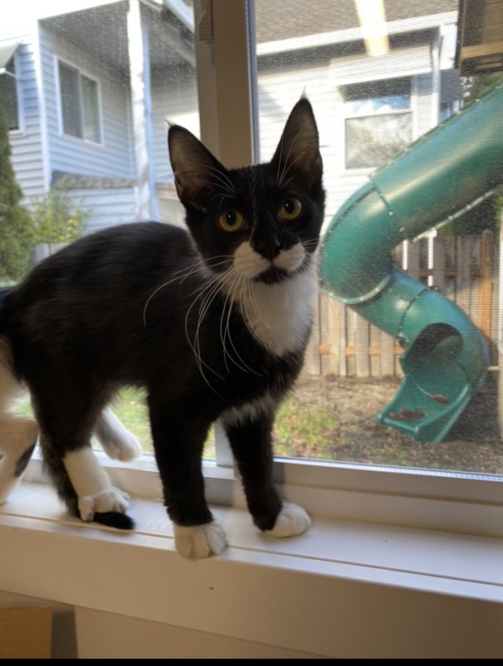 Oreo, an adopted Domestic Medium Hair in Portland, OR_image-5
