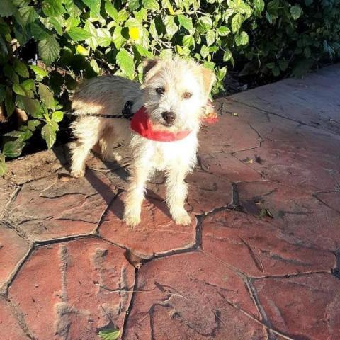 Lullie, an adoptable Terrier Mix in San Diego, CA_image-2