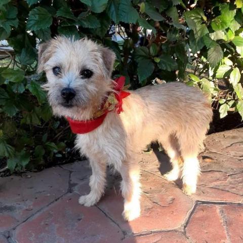 Lullie, an adoptable Terrier Mix in San Diego, CA_image-3
