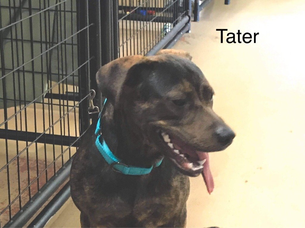 Tater