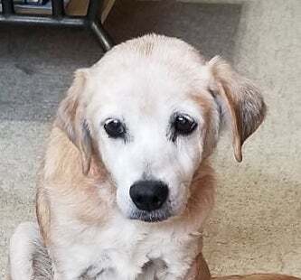 Starlight, an adoptable Labrador Retriever Mix in Cumming, GA_image-1