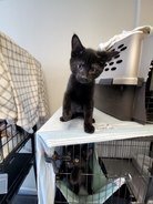Inky, an adopted Domestic Short Hair Mix in Monroe, MI_image-1