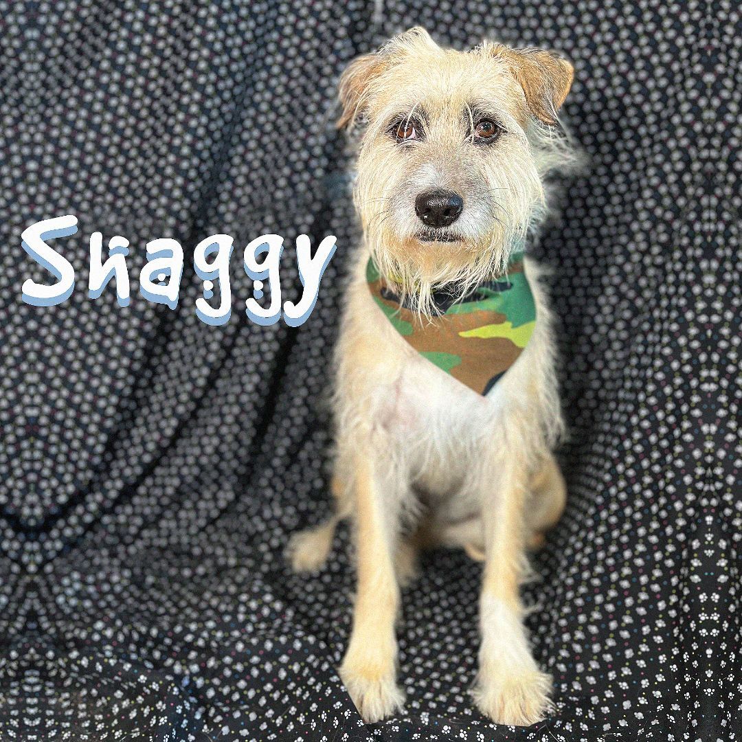 Shaggy