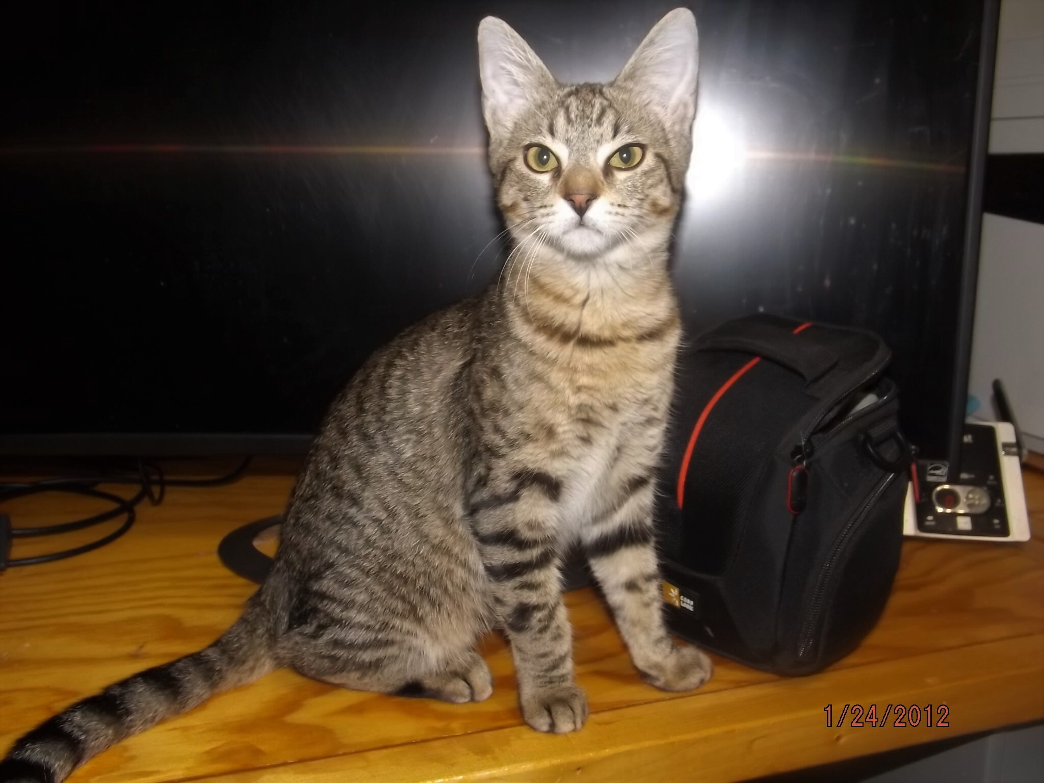 Alexa (Lexie), an adoptable Bengal, Maine Coon in Simms, TX, 75574 | Photo Image 1