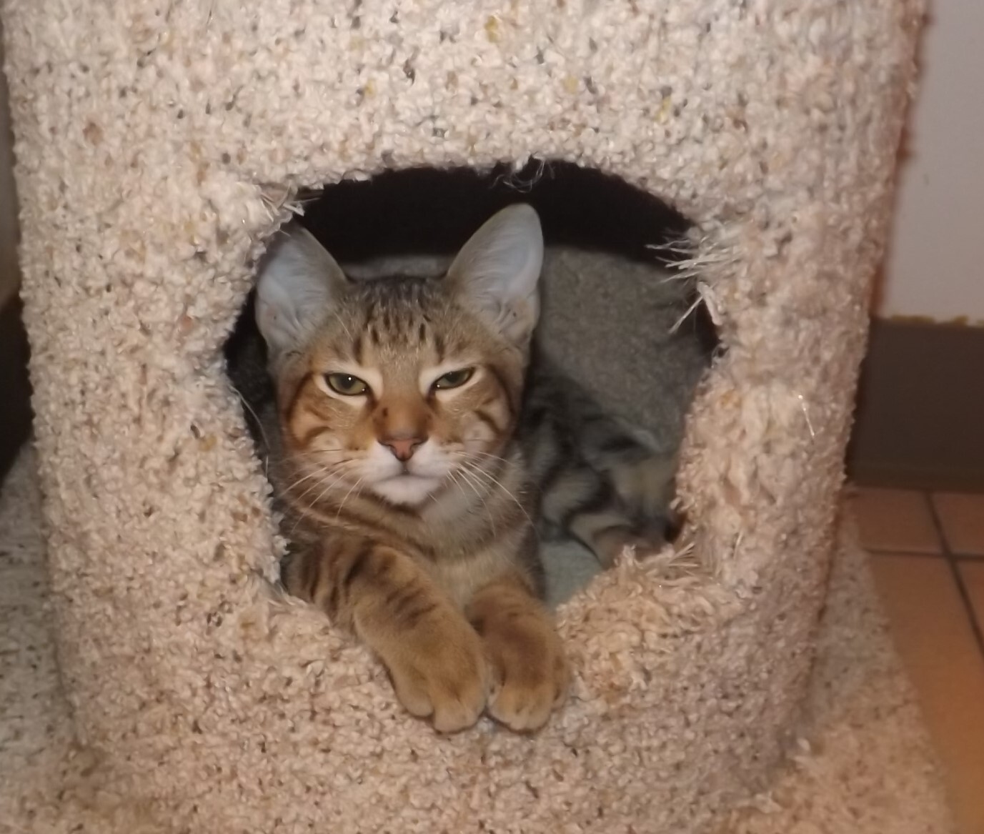 Harry, an adoptable Bengal in Simms, TX, 75574 | Photo Image 2