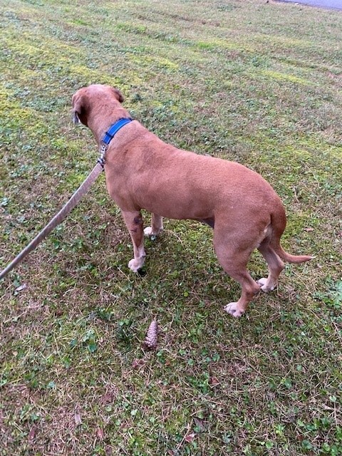 Ursula, an adoptable Boxer, American Bulldog in Stone Mountain, GA, 30087 | Photo Image 2