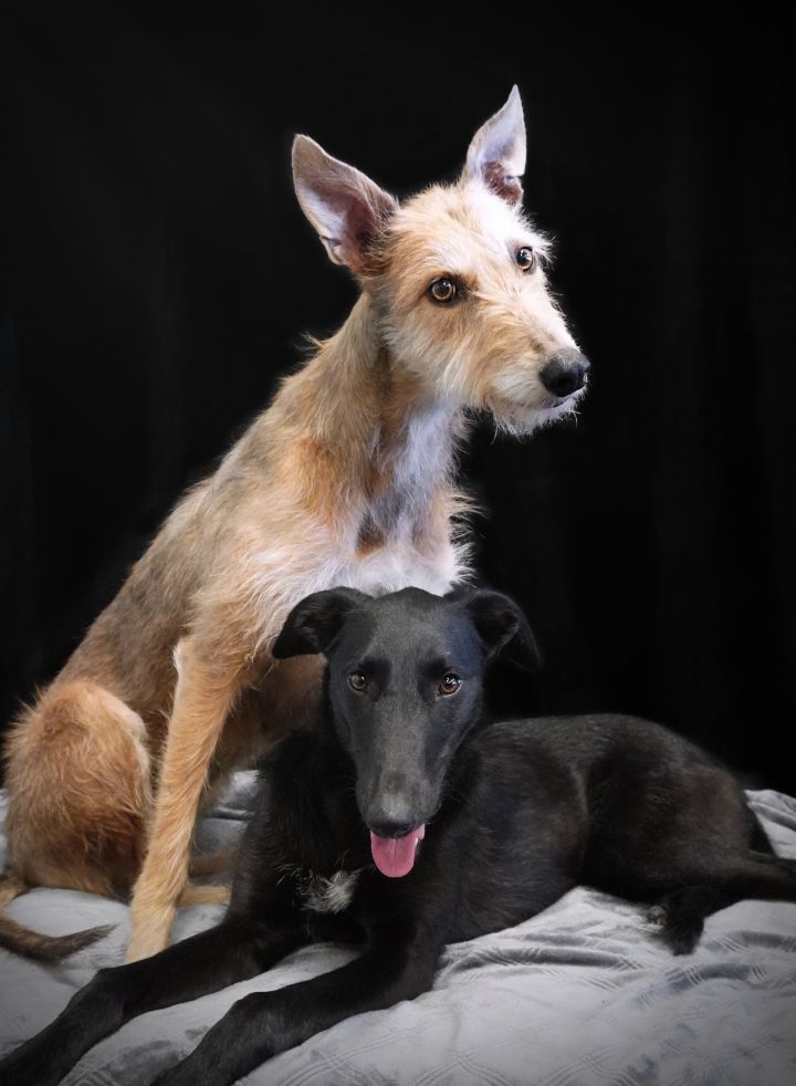 Meli & Skia (Bonded Pair) , an adoptable Greyhound & Scottish Deerhound Mix in Bondurant, IA_image-1