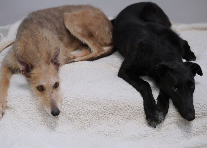 Meli & Skia (Bonded Pair) , an adopted Greyhound & Scottish Deerhound Mix in Bondurant, IA_image-2