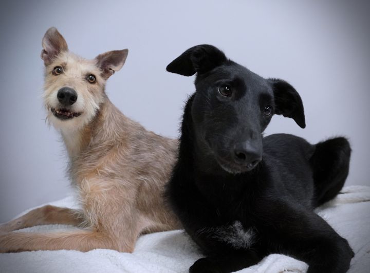 Meli & Skia (Bonded Pair) , an adopted Greyhound & Scottish Deerhound Mix in Bondurant, IA_image-5