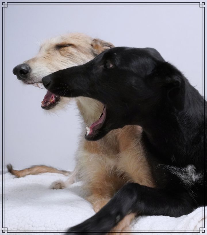 Meli & Skia (Bonded Pair) , an adoptable Greyhound & Scottish Deerhound Mix in Bondurant, IA_image-6