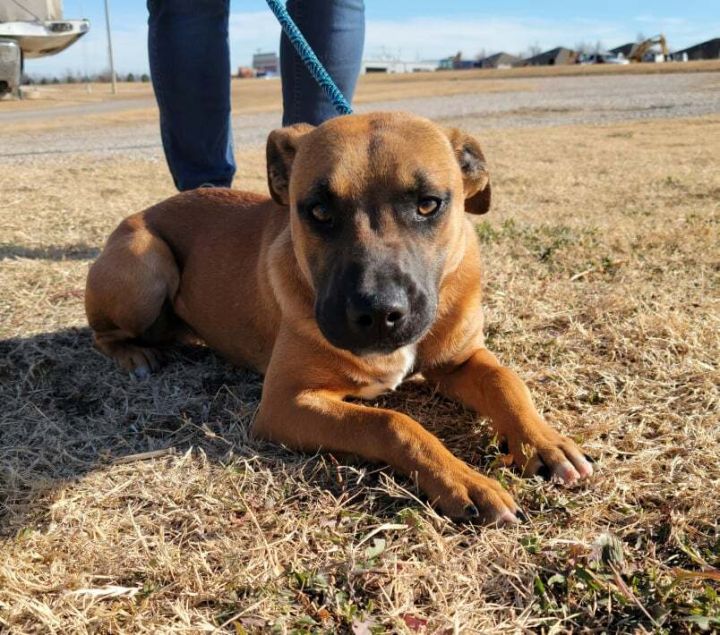 Chestnut, an adopted American Staffordshire Terrier & Boxer Mix in Newcastle, OK_image-3