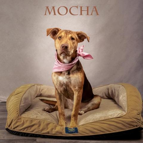 Mocha 01-0607