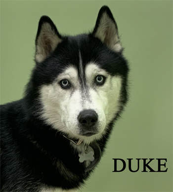 Duke