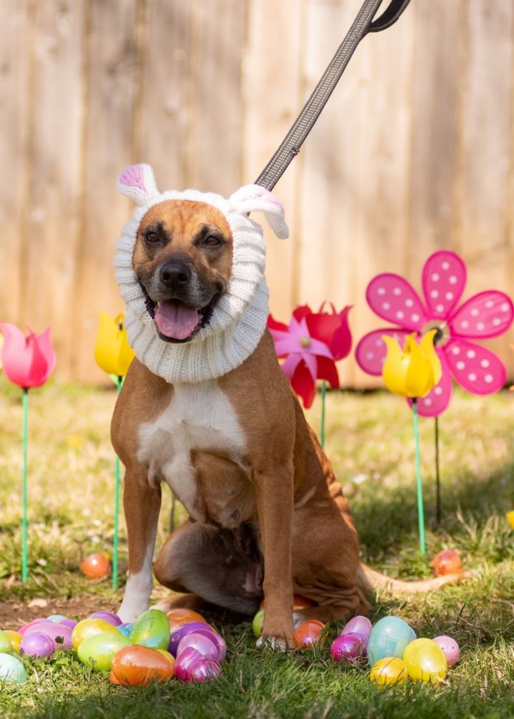 Bailey, an adopted Black Mouth Cur Mix in Springfield, MO_image-6