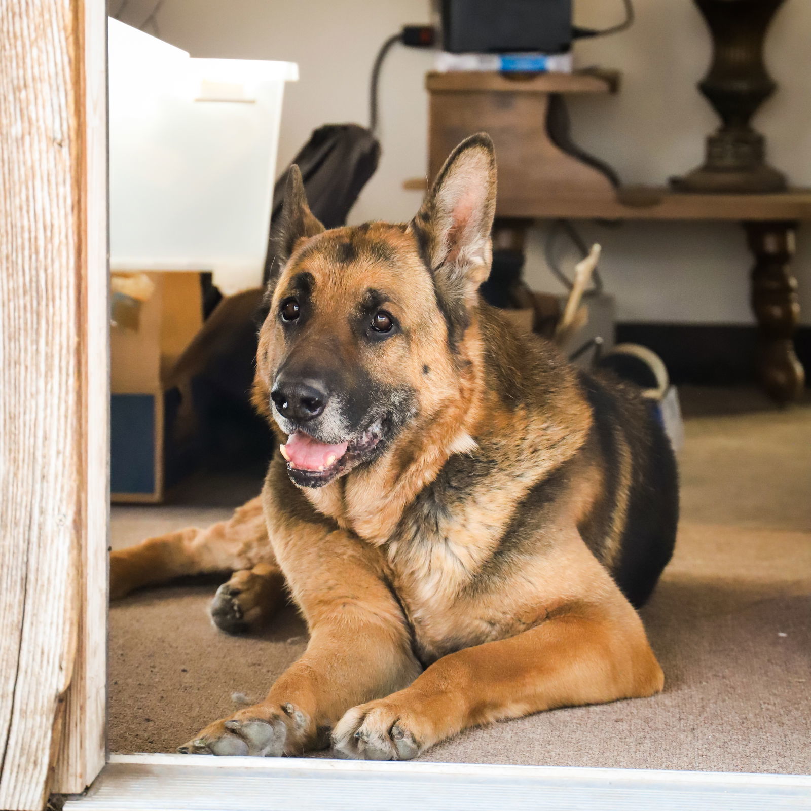 Blitz, an adoptable German Shepherd Dog in Yreka, CA, 96097 | Photo Image 1