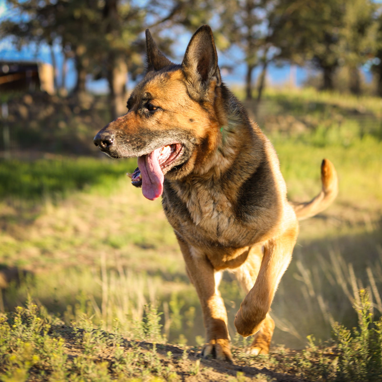 Blitz, an adoptable German Shepherd Dog in Yreka, CA, 96097 | Photo Image 2