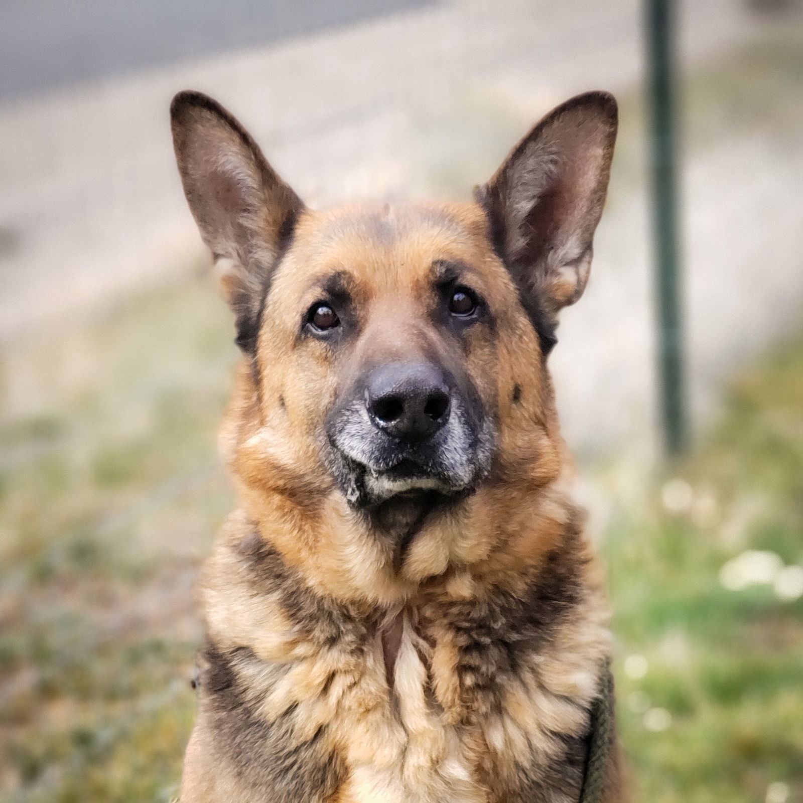 Blitz, an adoptable German Shepherd Dog in Yreka, CA, 96097 | Photo Image 3