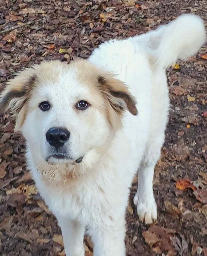 Dog for adoption - Yuno, a Great Pyrenees in Newnan, GA | Petfinder