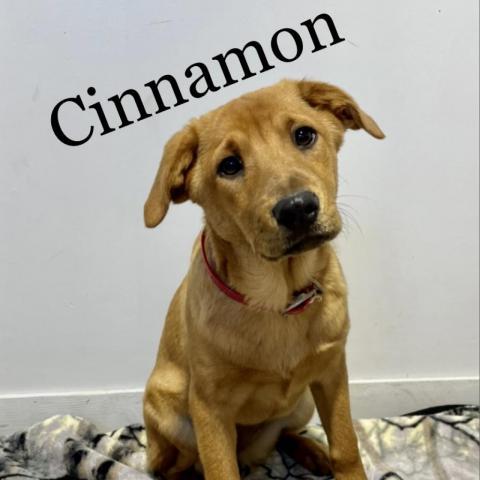 Cinnamon