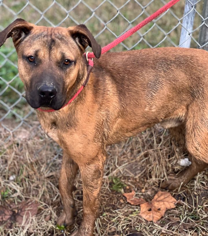 Dog for adoption Puddles, a German Shepherd Dog Mix in Horn Lake, MS