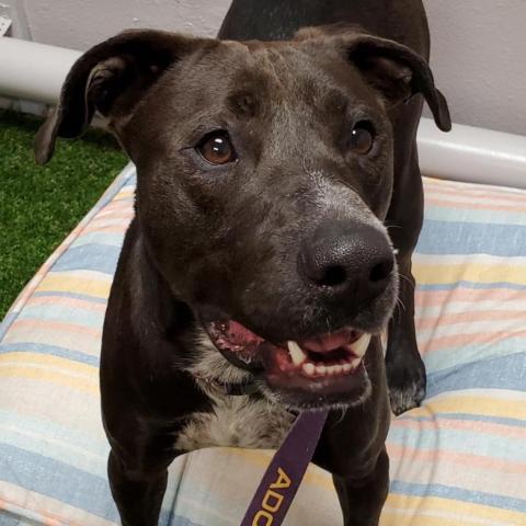 Shy Shy JuM, an adoptable Black Labrador Retriever, Australian Cattle Dog / Blue Heeler in Austin, TX, 78701 | Photo Image 2