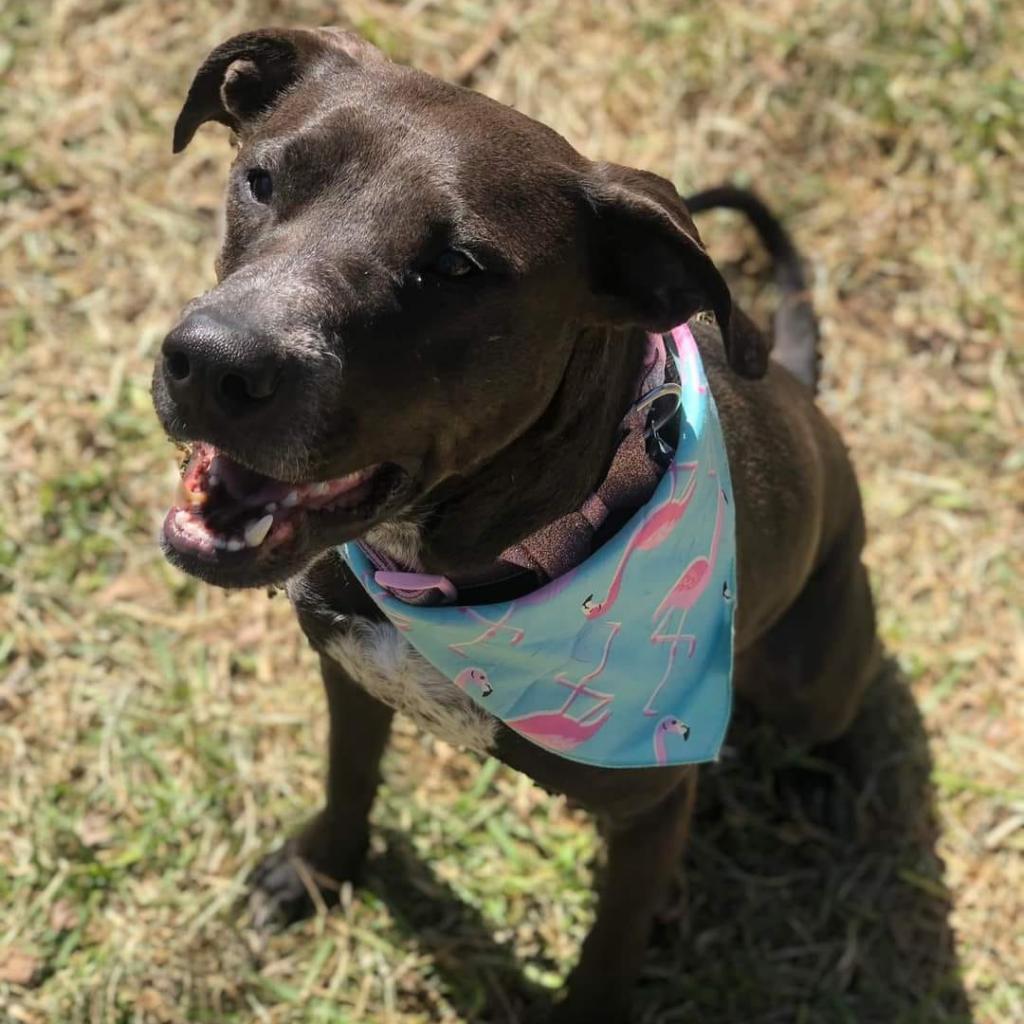 Shy Shy JuM, an adoptable Black Labrador Retriever, Australian Cattle Dog / Blue Heeler in Austin, TX, 78701 | Photo Image 2