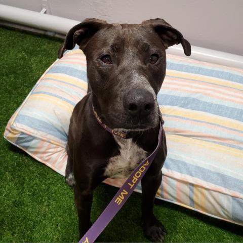 Shy Shy JuM, an adoptable Black Labrador Retriever, Australian Cattle Dog / Blue Heeler in Austin, TX, 78701 | Photo Image 4