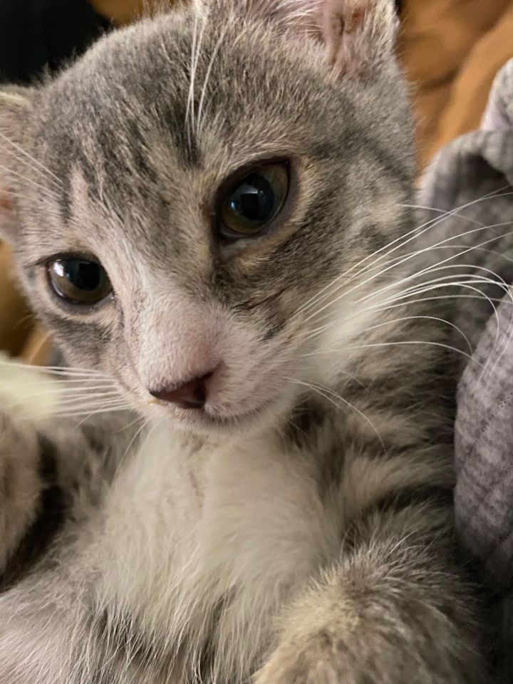 Abby (Box kittens) 1