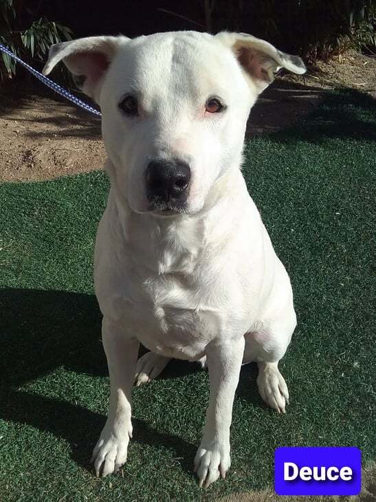 Deuce, an adoptable Pit Bull Terrier in Las Vegas, NV, 89136 | Photo Image 1