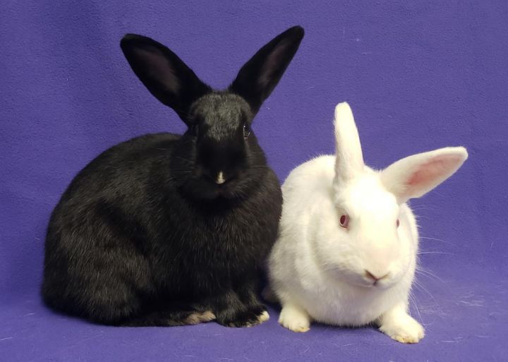 Blueberry / Huckleberry, an adoptable Bunny Rabbit Mix in Lewisville, TX_image-1