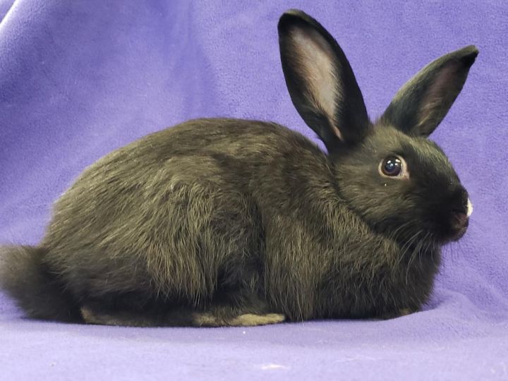 Blueberry / Huckleberry, an adoptable Bunny Rabbit Mix in Lewisville, TX_image-2