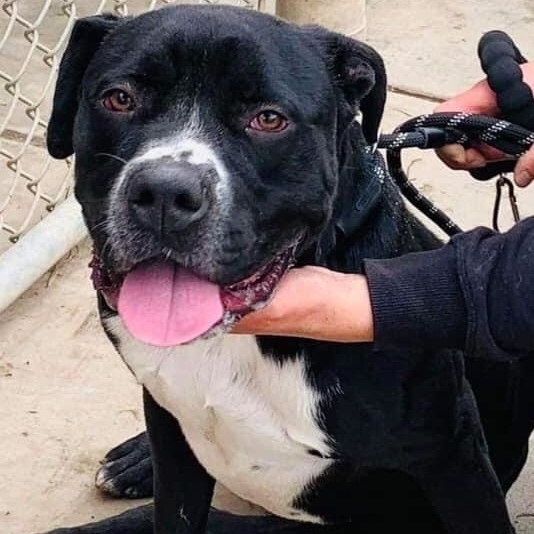 American bulldog store black lab mix