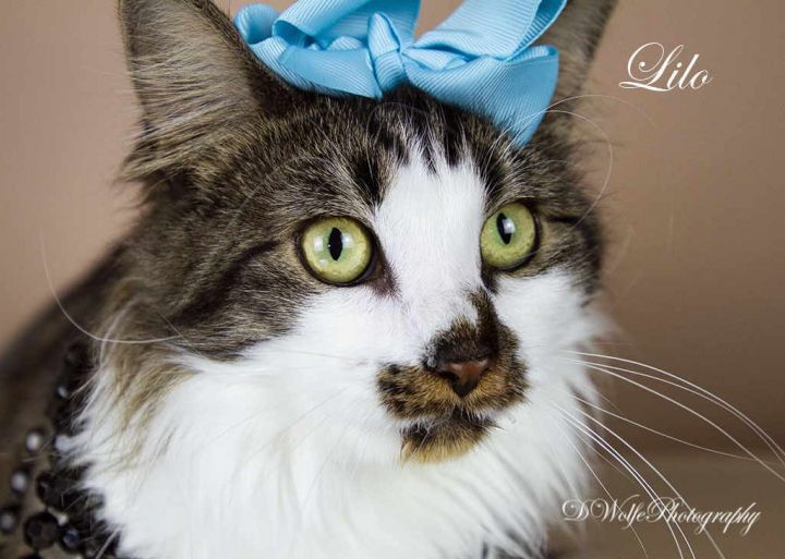 Lilo, an adopted Tabby & Domestic Long Hair Mix in York, NE_image-2