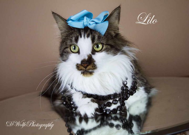 Lilo, an adopted Tabby & Domestic Long Hair Mix in York, NE_image-3