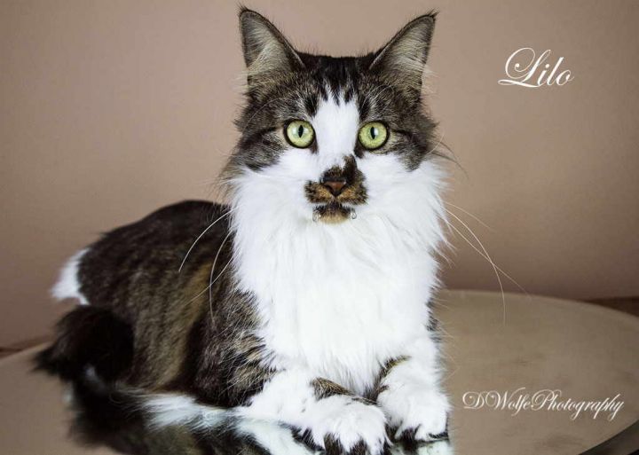 Lilo, an adopted Tabby & Domestic Long Hair Mix in York, NE_image-4