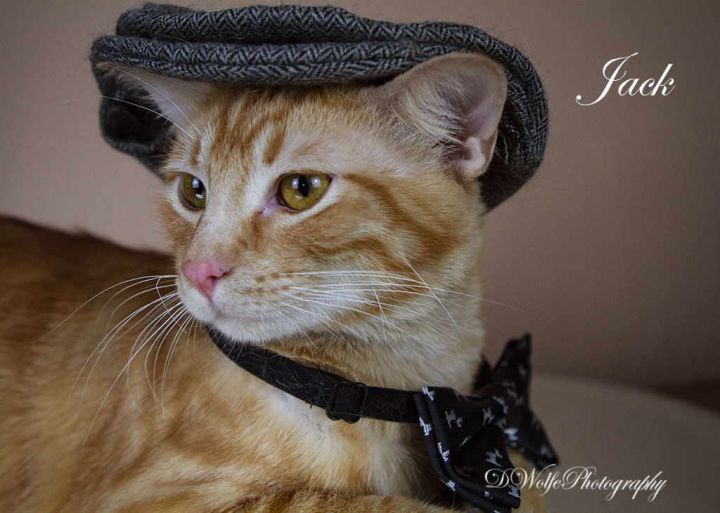 Jack, an adopted Tabby in York, NE_image-2
