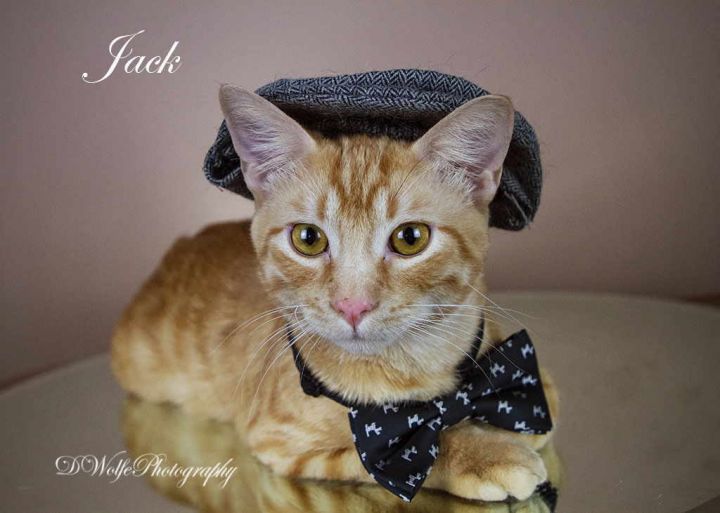 Jack, an adopted Tabby in York, NE_image-4