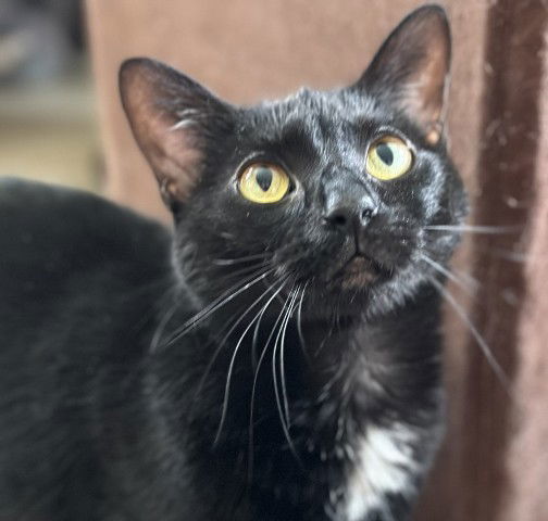 Ebony, an adoptable Domestic Short Hair in Sistersville, WV, 26175 | Photo Image 1