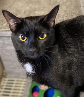 Ebony, an adoptable Domestic Short Hair in Sistersville, WV, 26175 | Photo Image 2