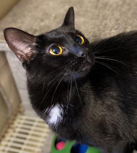 Ebony, an adoptable Domestic Short Hair in Sistersville, WV, 26175 | Photo Image 3