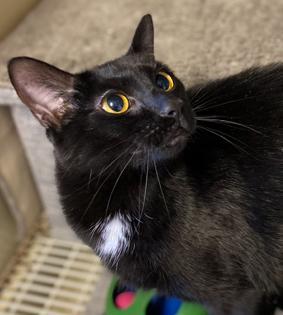 Ebony