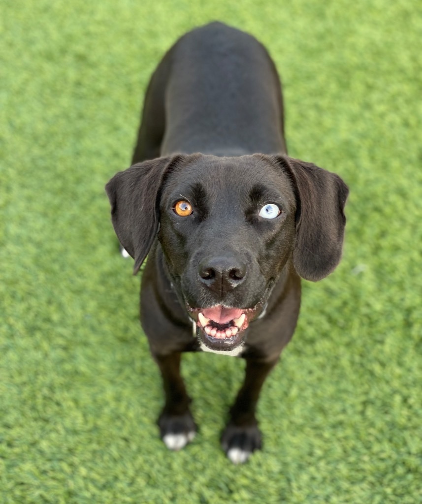 Asher / Opal, an adoptable Labrador Retriever, Mixed Breed in Dalton, GA, 30721 | Photo Image 1