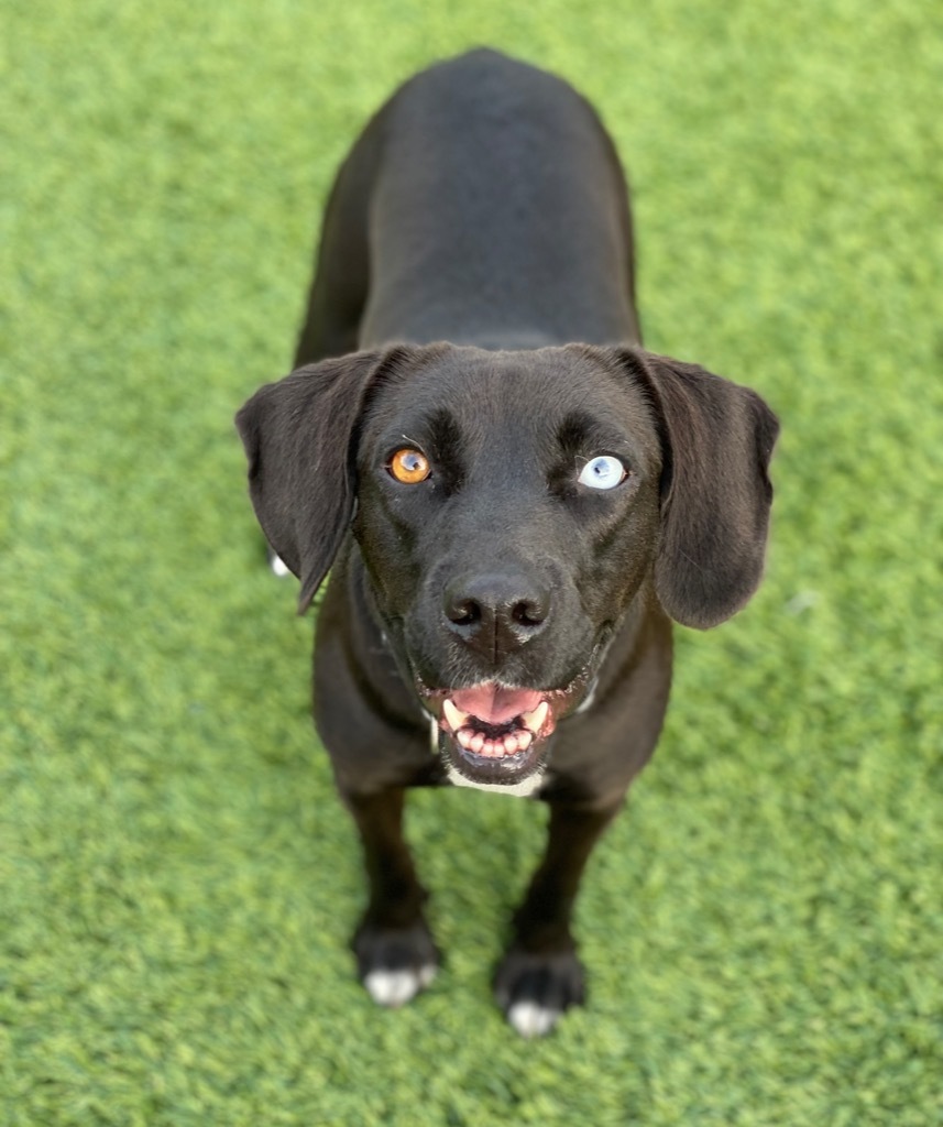 Asher / Opal, an adoptable Labrador Retriever, Beagle in Dalton, GA, 30721 | Photo Image 1