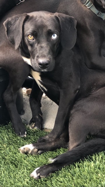 Asher / Opal, an adoptable Labrador Retriever, Beagle in Dalton, GA, 30721 | Photo Image 2