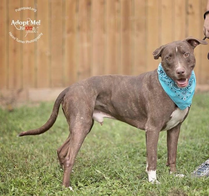 Austin, an adoptable Labrador Retriever & Pit Bull Terrier Mix in Houston, TX_image-2