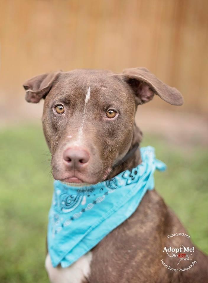 Austin, an adoptable Labrador Retriever & Pit Bull Terrier Mix in Houston, TX_image-3