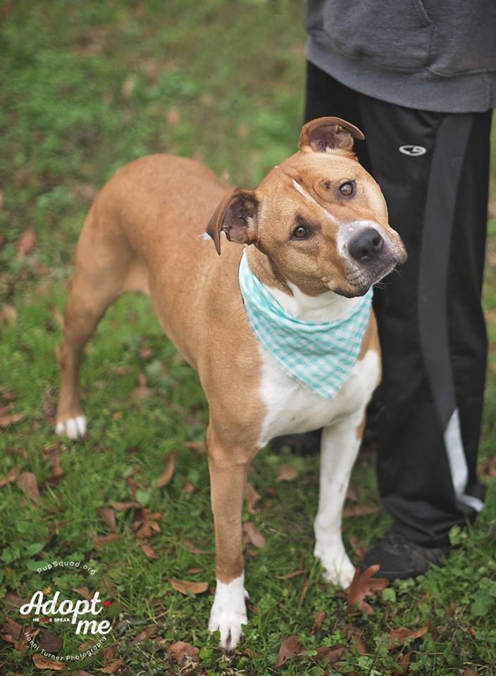 Dog for adoption - Chloe, a Pit Bull Terrier & Labrador Retriever Mix ...