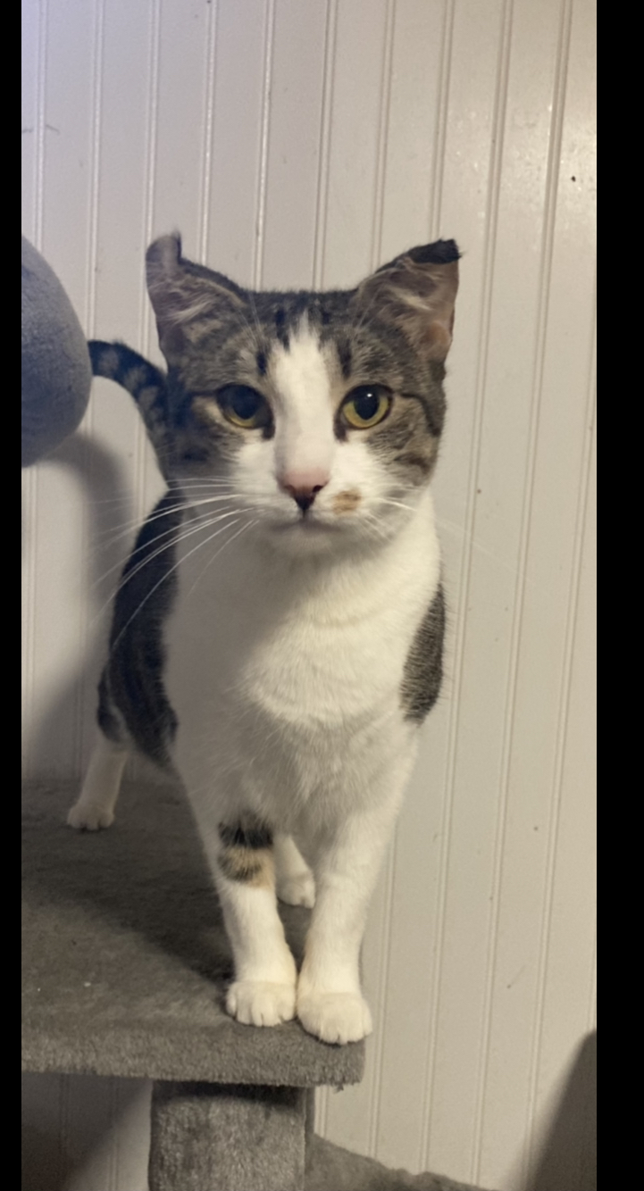 Lilac, an adoptable Domestic Short Hair in Central Square, NY, 13036 | Photo Image 1