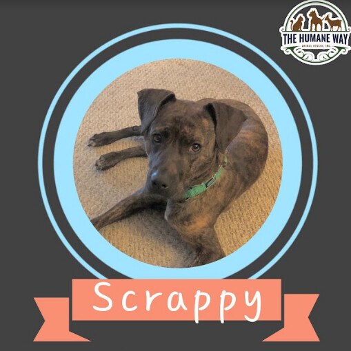 Scrappy, an adopted Mountain Cur Mix in crofton, MD_image-1