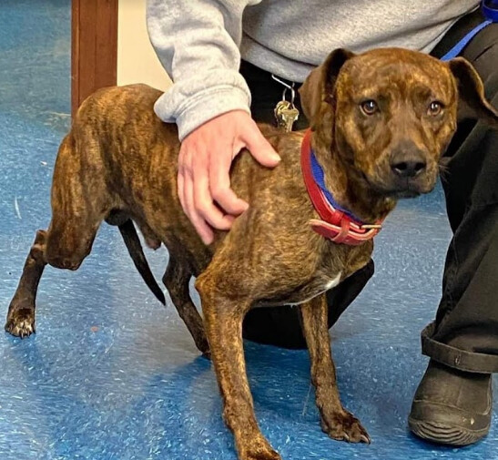 Scrappy, an adopted Mountain Cur Mix in crofton, MD_image-3